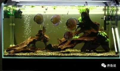調節魚缸水質常見四種方法視頻：調節魚缸水質常見四種常見方法視頻調節魚缸水質的四種常見方法