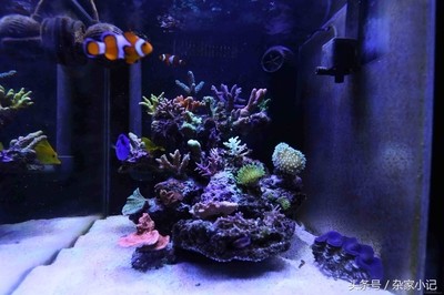 佳木斯市東風(fēng)區(qū)騰達水族器材大全（佳木斯水族店）