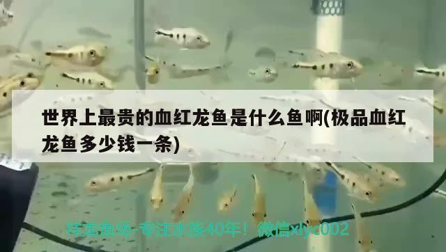 世界上最貴的血紅龍魚(yú)是什么魚(yú)啊(極品血紅龍魚(yú)多少錢(qián)一條)