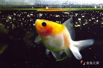 大魚缸養金魚幾天換一次水：大魚缸養金魚需要每2-3天換一次金魚用水 大魚缸養金魚幾天換一次水：大魚缸養金魚需要每2-3天換一次金魚用水 魚缸百科 第1張