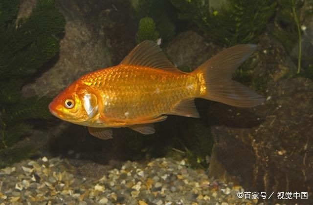 大魚缸養金魚幾天換一次水：大魚缸養金魚需要每2-3天換一次金魚用水 大魚缸養金魚幾天換一次水：大魚缸養金魚需要每2-3天換一次金魚用水 魚缸百科 第2張