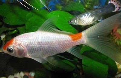 大魚缸養金魚幾天換一次水：大魚缸養金魚需要每2-3天換一次金魚用水 大魚缸養金魚幾天換一次水：大魚缸養金魚需要每2-3天換一次金魚用水 魚缸百科 第3張