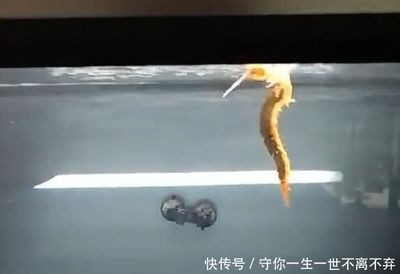 金龍吃魚食嗎