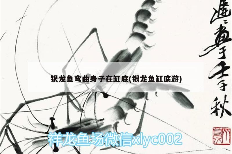 銀龍魚彎曲身子在缸底(銀龍魚缸底游) 銀龍魚彎曲身子在缸底(銀龍魚缸底游) 銀龍魚百科