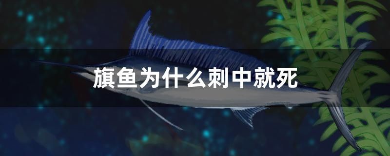 旗魚為什么刺中就死 旗魚為什么刺中就死 豬鼻龜百科