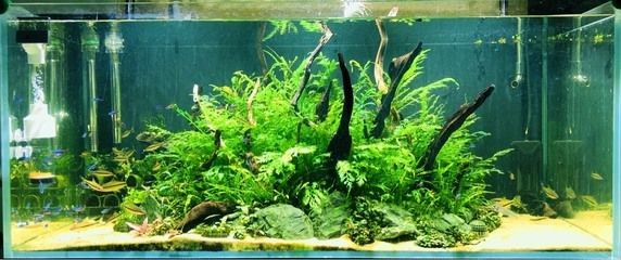 大魚(yú)缸水草怎么放進(jìn)去養(yǎng)的：在大魚(yú)缸中種植水草的關(guān)鍵步驟和注意事項(xiàng)和注意事項(xiàng)