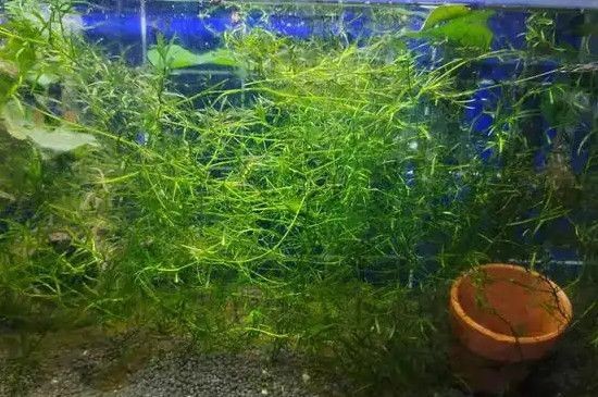 大魚(yú)缸水草怎么放進(jìn)去養(yǎng)的：在大魚(yú)缸中種植水草的關(guān)鍵步驟和注意事項(xiàng)和注意事項(xiàng)
