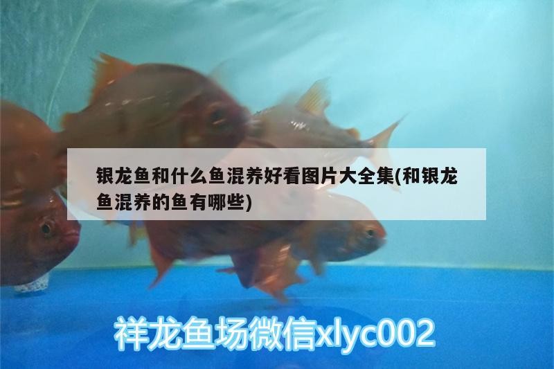 銀龍魚和什么魚混養好看圖片大全集(和銀龍魚混養的魚有哪些)