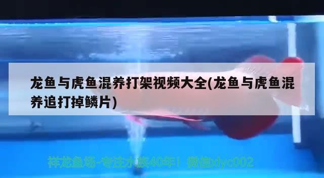 龍魚與虎魚混養打架視頻大全(龍魚與虎魚混養追打掉鱗片)