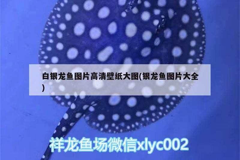 白銀龍魚圖片高清壁紙大圖(銀龍魚圖片大全)