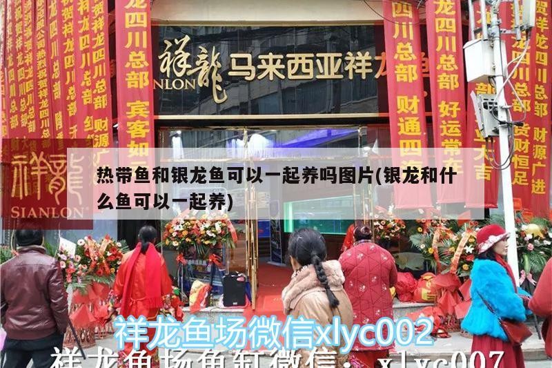 熱帶魚和銀龍魚可以一起養(yǎng)嗎圖片(銀龍和什么魚可以一起養(yǎng))