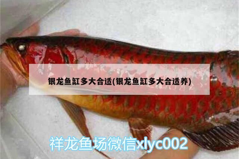 銀龍魚缸多大合適(銀龍魚缸多大合適養)