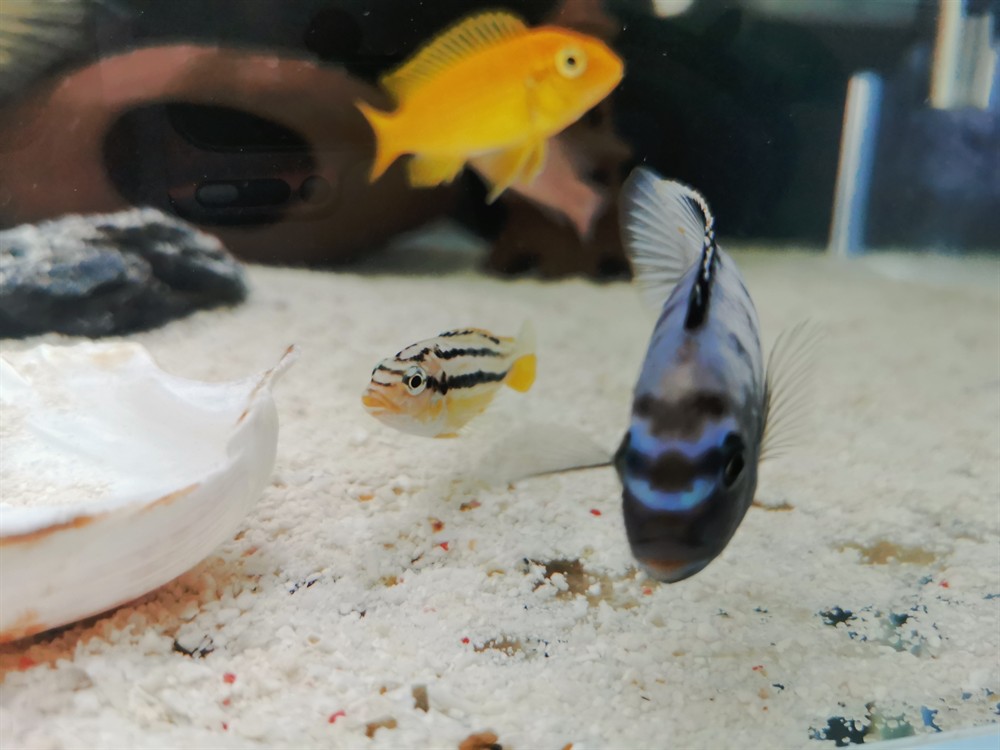 虎魚排便