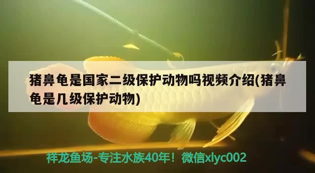 豬鼻龜是國家二級保護動物嗎視頻介紹(豬鼻龜是幾級保護動物) 豬鼻龜是國家二級保護動物嗎視頻介紹(豬鼻龜是幾級保護動物) 豬鼻龜百科