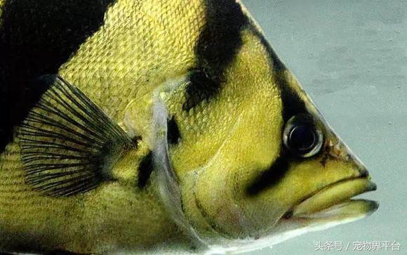 虎魚價格為什么這么貴:農村水域過去常見的小魚