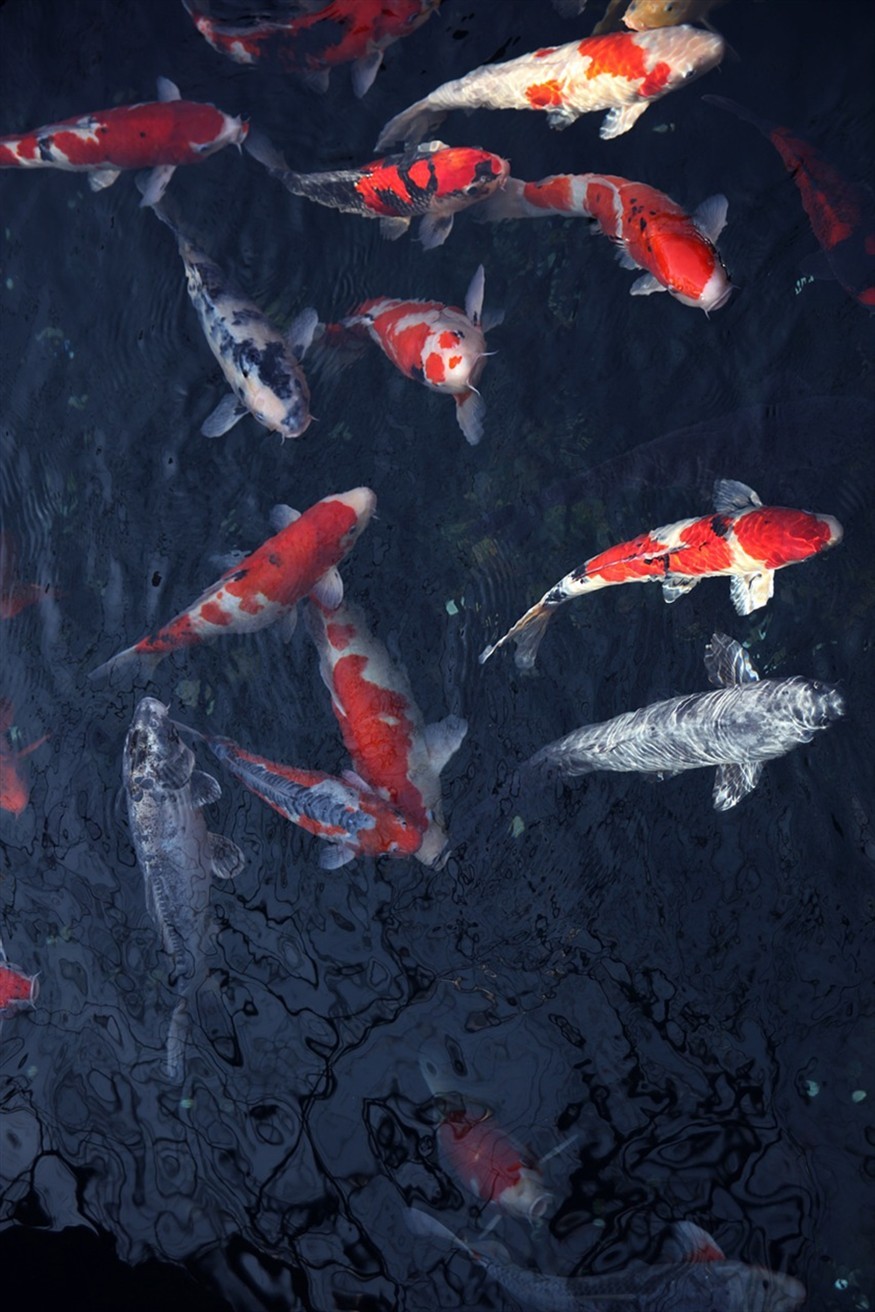 龍魚虎魚飛鳳豬鼻龜飛鳳寓意（龍魚鳳魚虎魚可以混養嗎）