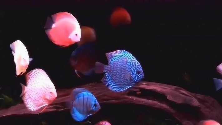 龍魚魚缸配套設備 龍魚用什么過濾器材最好用(養龍魚需要什么過濾器材) 豬鼻龜百科 龍魚用什么過濾器材最好用(養龍魚需要什么過濾器材) 龍魚用什么過濾器材最好用(養龍魚需要什么過濾器材) 豬鼻龜百科