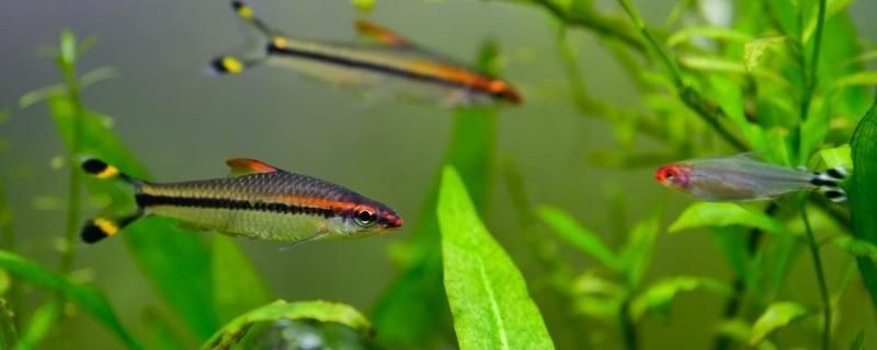 一眉道人魚是冷水魚嗎用什么魚缸養