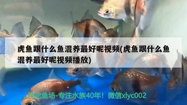 虎魚跟什么魚混養最好呢視頻(虎魚跟什么魚混養最好呢視頻播放)