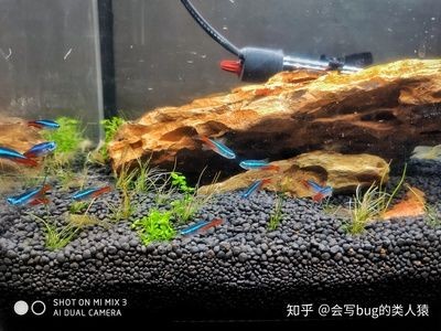 成品魚缸改原生缸造景視頻：成品魚缸改原生缸造景的方法和技巧和技巧