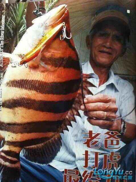 豬鼻龜和玳瑁？