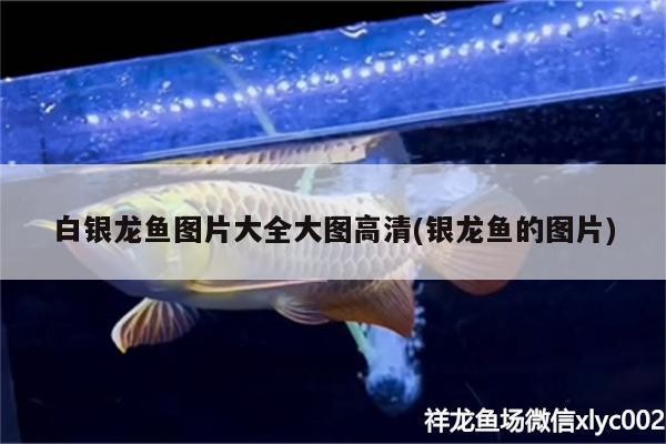白銀龍魚(yú)圖片大全大圖高清(銀龍魚(yú)的圖片)