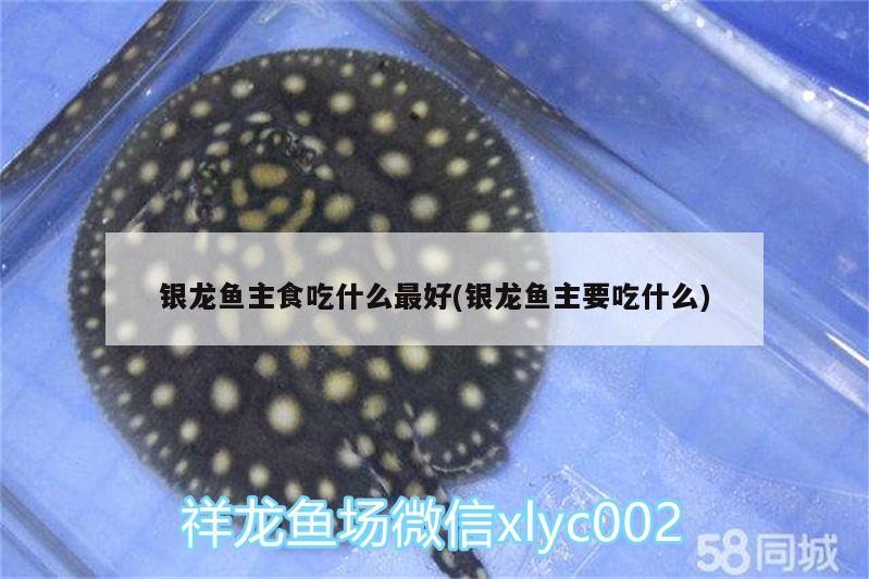 銀龍魚主食吃什么最好(銀龍魚主要吃什么)