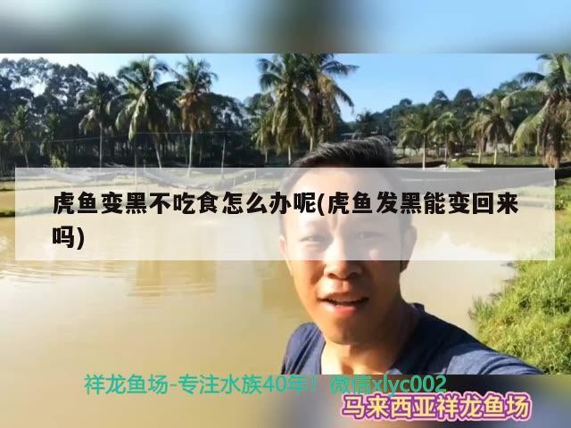 虎魚變黑不吃食怎么辦呢(虎魚發黑能變回來嗎)