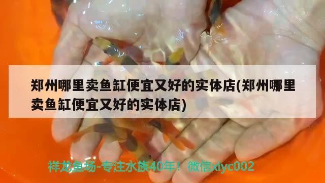鄭州哪里賣魚缸便宜又好的實體店(鄭州哪里賣魚缸便宜又好的實體店) 鄭州哪里賣魚缸便宜又好的實體店(鄭州哪里賣魚缸便宜又好的實體店) 豬鼻龜百科