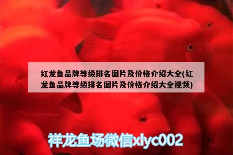 白銀龍魚價格行情最新(白銀魚價格是多少)