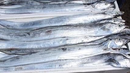 搬家時魚缸水和魚怎么處理：搬家時魚缸搬運注意事項在搬家時魚缸搬運注意事項