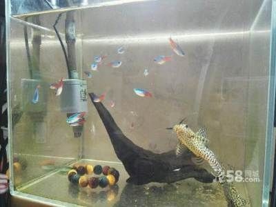 搬家時魚缸水和魚怎么處理：搬家時魚缸搬運注意事項在搬家時魚缸搬運注意事項