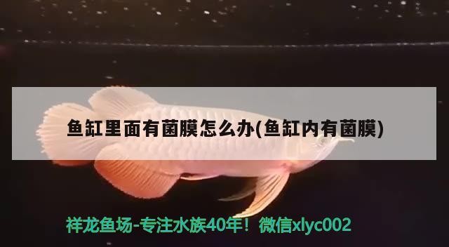 魚缸里面有菌膜怎么辦(魚缸內有菌膜) 魚缸里面有菌膜怎么辦(魚缸內有菌膜) 豬鼻龜百科