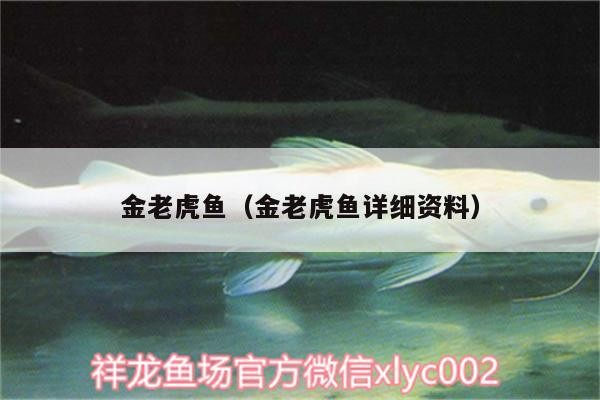 金老虎魚（金老虎魚詳細資料）
