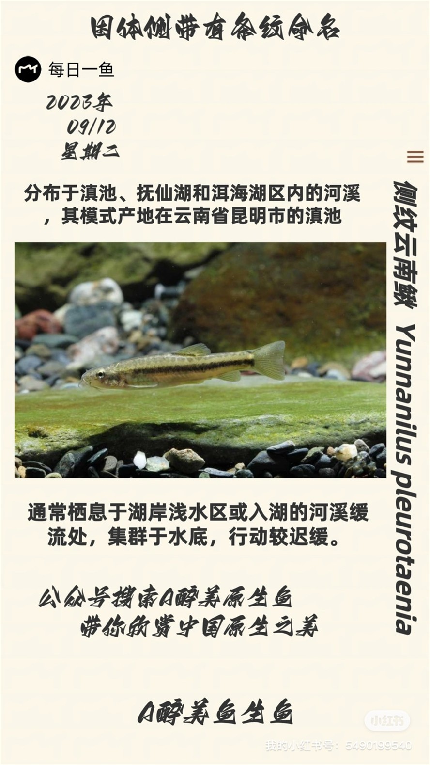 側紋云南鰍