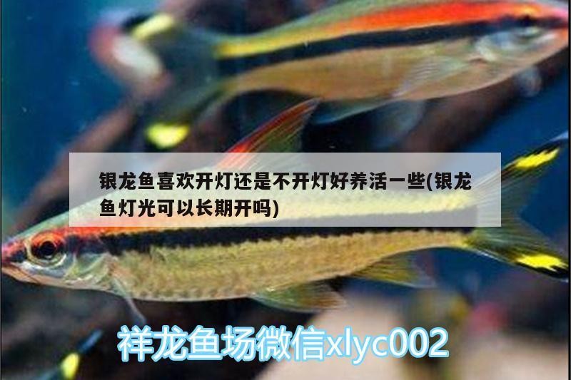 銀龍魚喜歡開燈還是不開燈好養活一些(銀龍魚燈光可以長期開嗎) 銀龍魚喜歡開燈還是不開燈好養活一些(銀龍魚燈光可以長期開嗎) 銀龍魚百科
