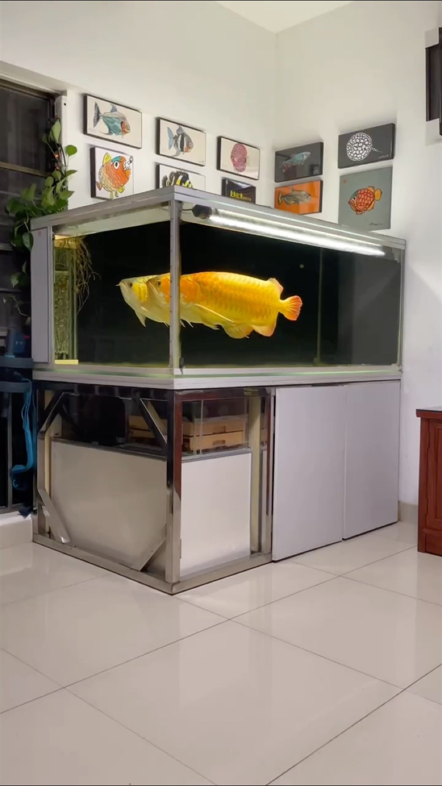 養(yǎng)魚(yú)人的快樂(lè)很簡(jiǎn)單，每天這樣看著就夠了！