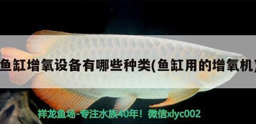 魚缸增氧設(shè)備有哪些種類(魚缸用的增氧機) 魚缸增氧設(shè)備有哪些種類(魚缸用的增氧機) 豬鼻龜百科