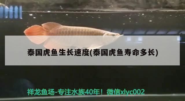 泰國虎魚生長速度(泰國虎魚壽命多長) 泰國虎魚生長速度(泰國虎魚壽命多長) 虎魚百科
