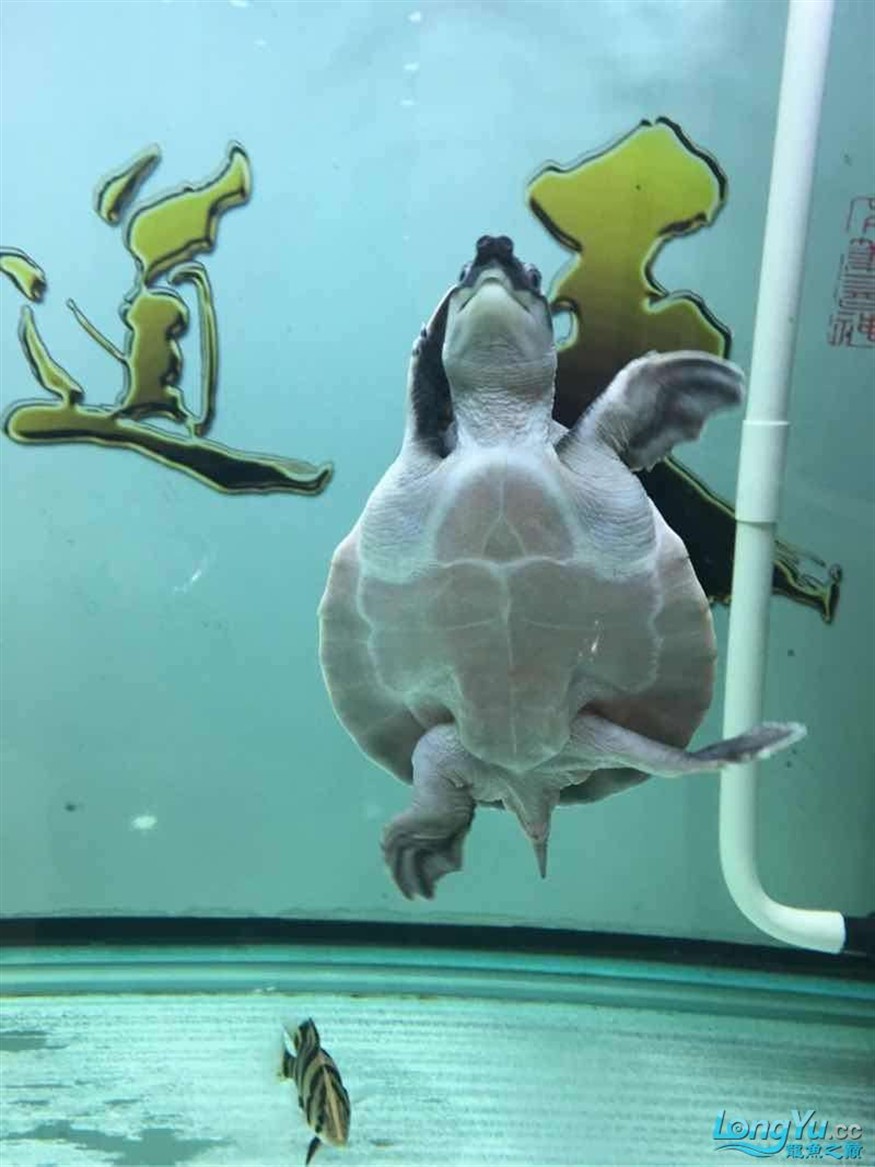 豬鼻龜進(jìn)缸第一天
