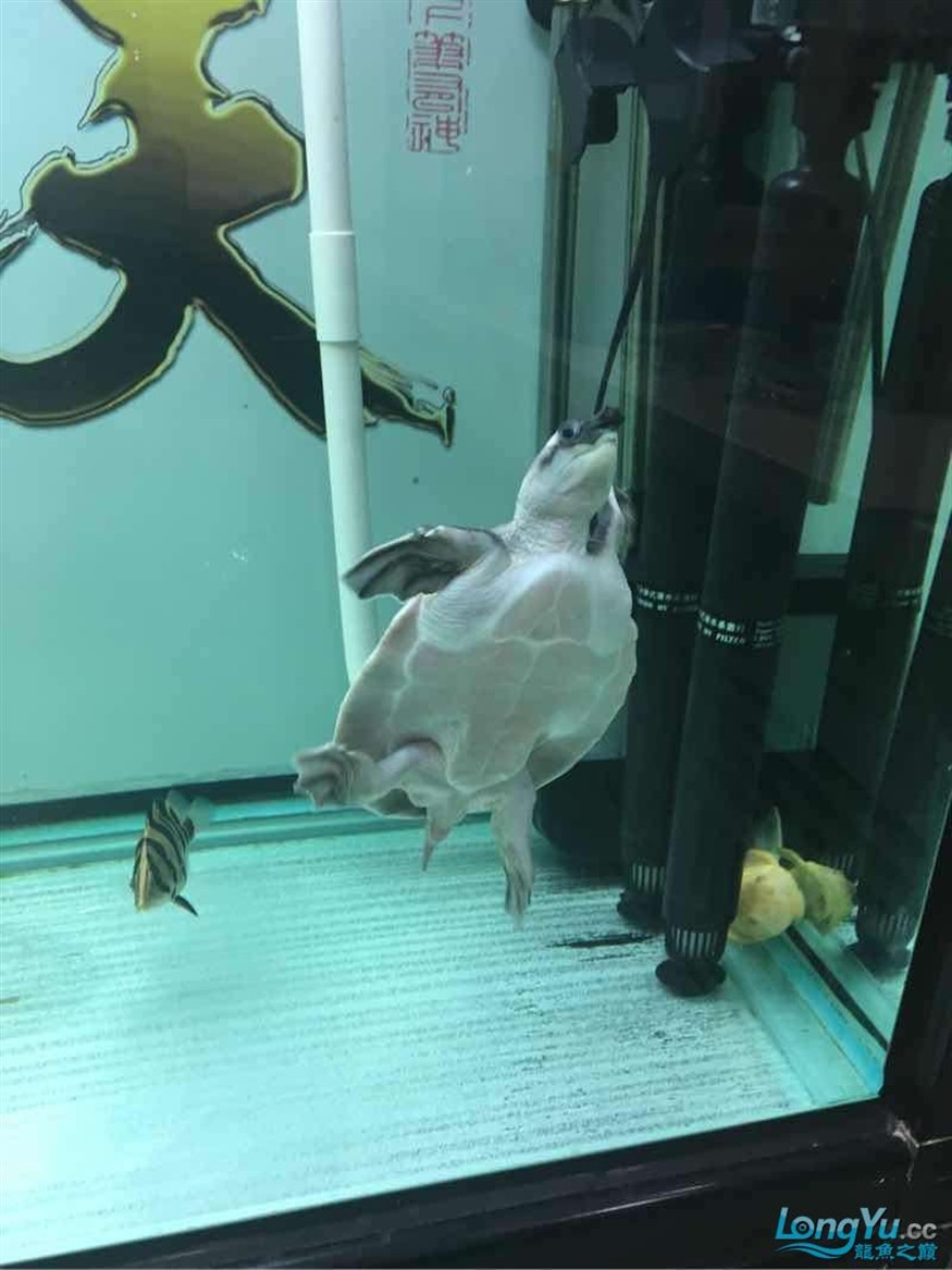 豬鼻龜進(jìn)缸第一天