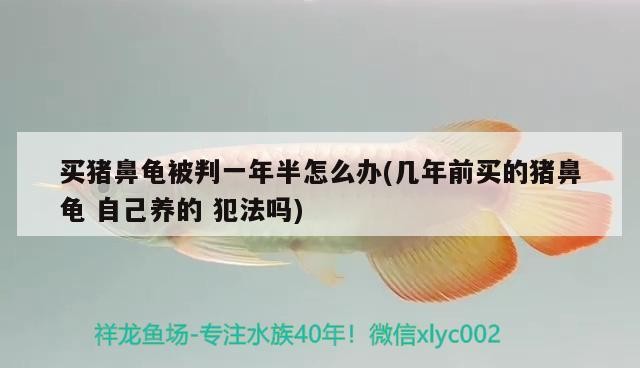 買豬鼻龜被判一年半怎么辦(幾年前買的豬鼻龜自己養(yǎng)的犯法嗎)