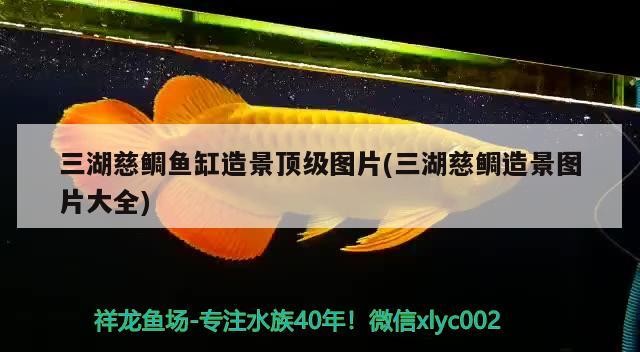 三湖慈鯛魚缸造景頂級圖片(三湖慈鯛造景圖片大全) 三湖慈鯛魚缸造景頂級圖片(三湖慈鯛造景圖片大全) 豬鼻龜百科