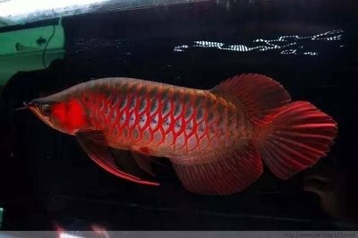 沈陽定制魚缸（沈陽定制魚缸去哪里好）
