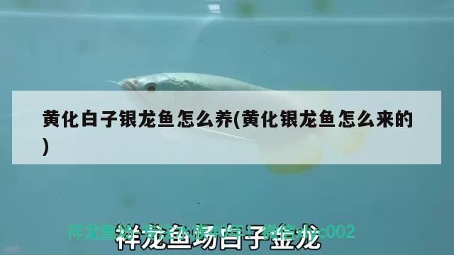 黃化白子銀龍魚怎么養(yǎng)(黃化銀龍魚怎么來的)