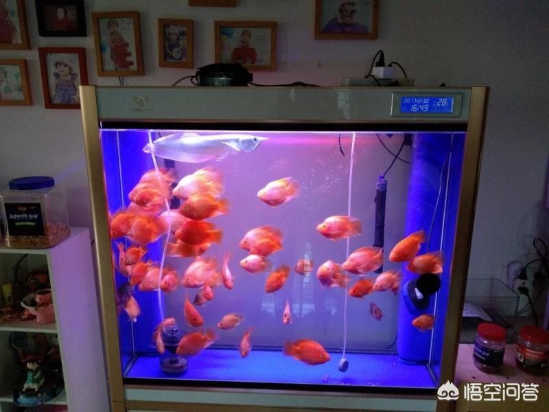 不透明魚缸：不透明的魚缸可以選擇適當(dāng)?shù)牟牧虾吞幚矸椒ê途S護(hù)