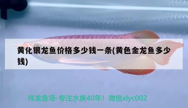 黃化銀龍魚價格多少錢一條(黃色金龍魚多少錢)