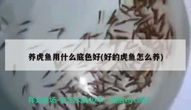 養虎魚用什么底色好(好的虎魚怎么養)