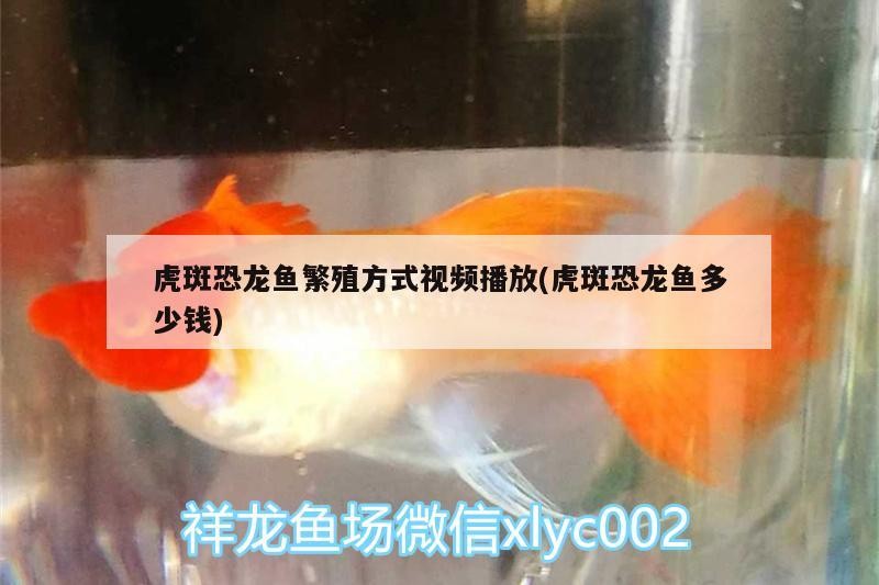 龍魚飼養溫度是多少度合適（龍魚適應溫度）