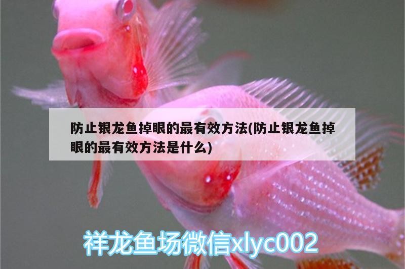 防止銀龍魚掉眼的最有效方法(防止銀龍魚掉眼的最有效方法是什么)